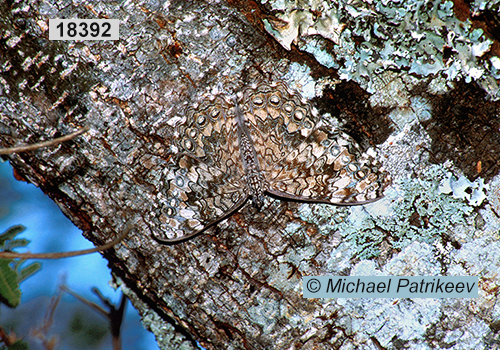 Gray Cracker (Hamadryas februa) 
